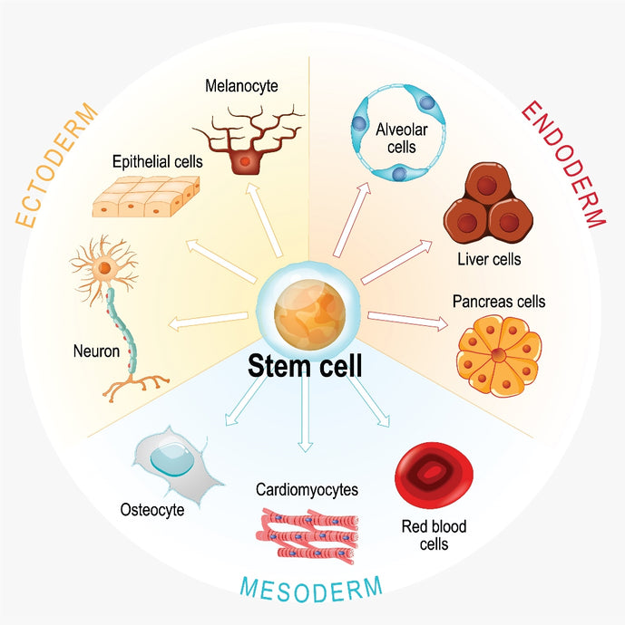 Stem Cell Therapy In Luxxo Wellness